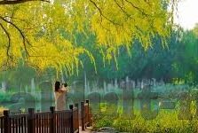 麻豆文化传媒招聘吗-麻豆文化传媒，创意与激情的交汇点